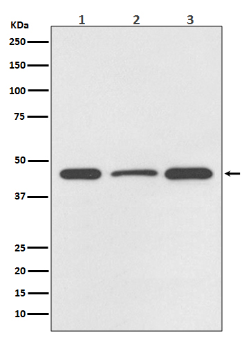 DUSP1 Rabbit mAb