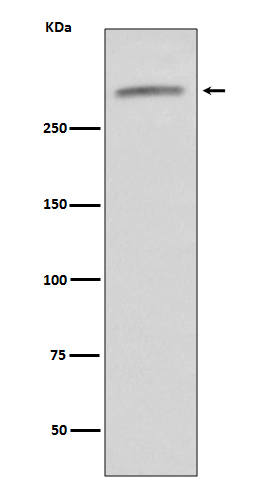 VWF Rabbit mAb