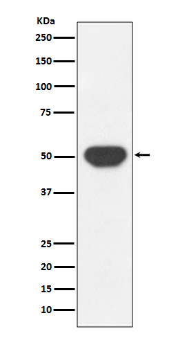 PTP1B Rabbit mAb