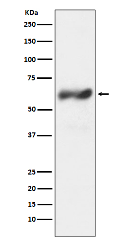 c-Fos Rabbit mAb