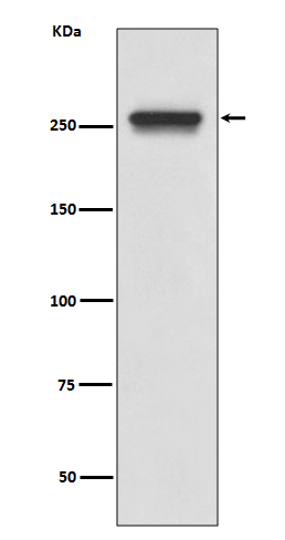 FASN Rabbit mAb