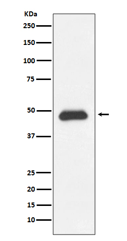 Fas Rabbit mAb