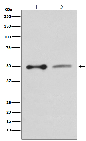 EBP50 Rabbit mAb