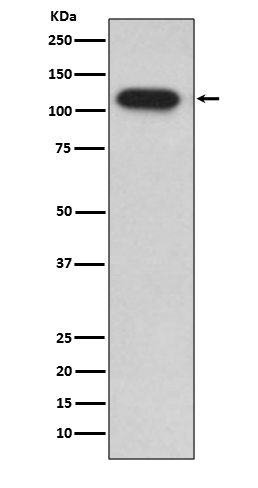 IDE Rabbit mAb