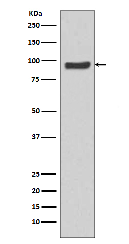 SP1 Rabbit mAb