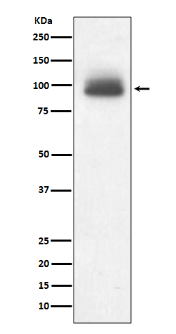 GR Rabbit mAb