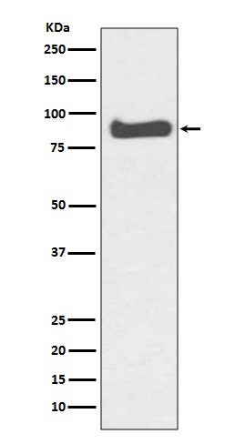 Mitofusin1 Rabbit mAb