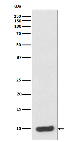 S100 alpha 6 Rabbit mAb