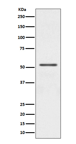 Parkin Rabbit mAb