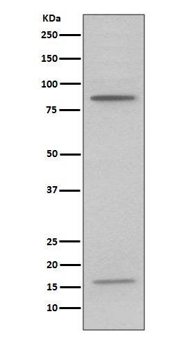 Myeloperoxidase Rabbit mAb