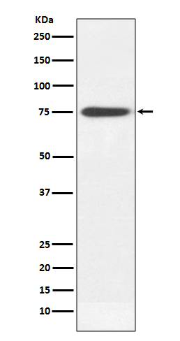 Human IgM Rabbit mAb