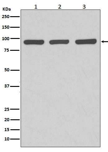Argonaute 2 Rabbit mAb