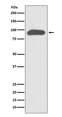 Chromogranin A Rabbit mAb