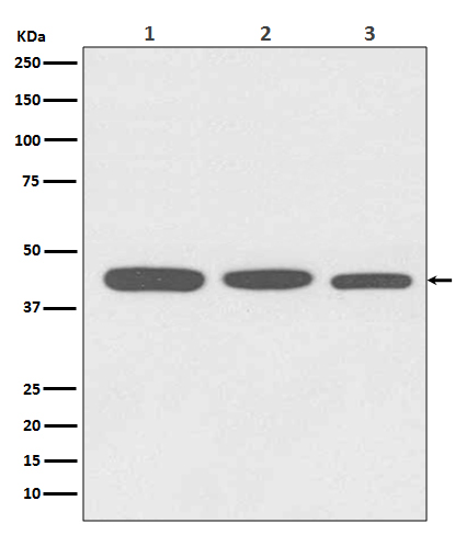 Actin Rabbit mAb