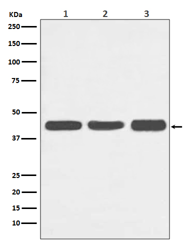 Actin Rabbit mAb