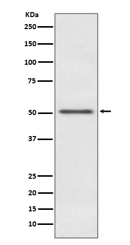 MINA53 Rabbit mAb