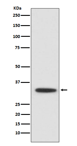 XBP1 Rabbit mAb