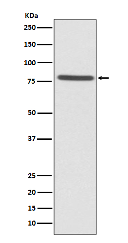 Ezrin Rabbit mAb