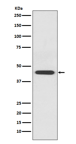 EDG1 Rabbit mAb