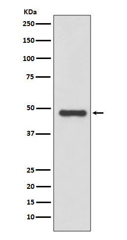 Urokinase Rabbit mAb