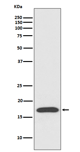 Cyclophilin A Rabbit mAb