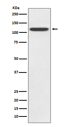 TLR5 Rabbit mAb