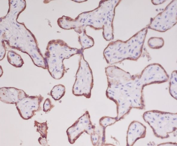 Growth Hormone Rabbit mAb