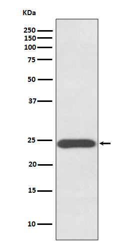 Growth Hormone Rabbit mAb