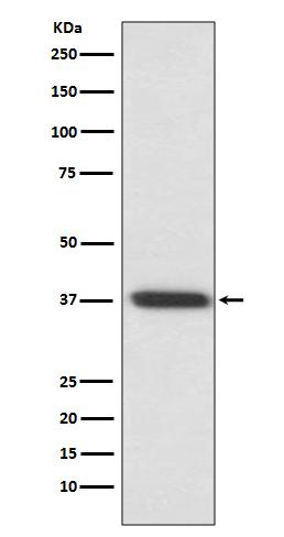 Rhodopsin Rabbit mAb