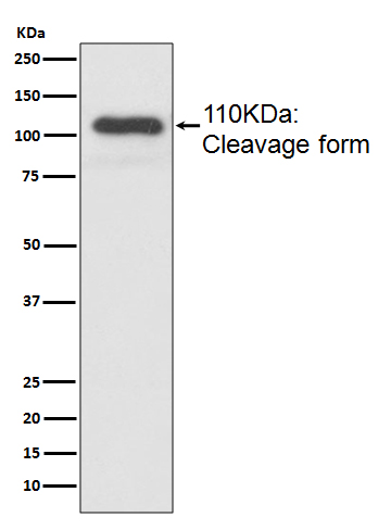 MUC2 Rabbit mAb