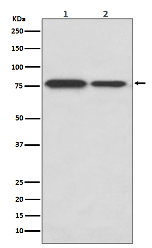 DRD1 Rabbit mAb