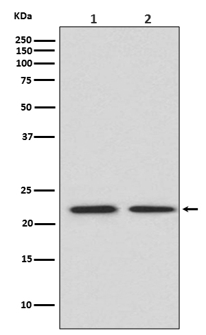 FGF21 Rabbit mAb