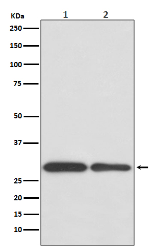 BNIP3 Rabbit mAb