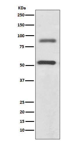 DCAMKL1 Rabbit mAb