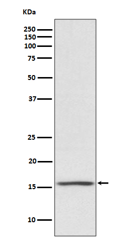 Noxa Rabbit mAb