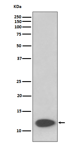 FKBP12 Rabbit mAb