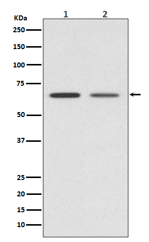 GAD67 Rabbit mAb