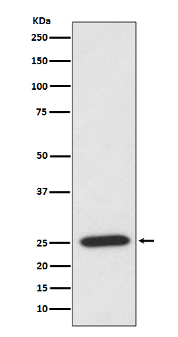 PRDX6 Rabbit mAb