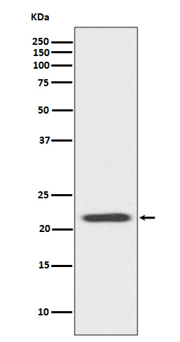 Bid Rabbit mAb