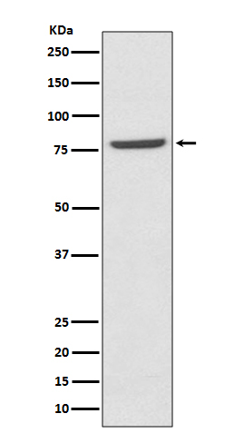 Mre11 Rabbit mAb