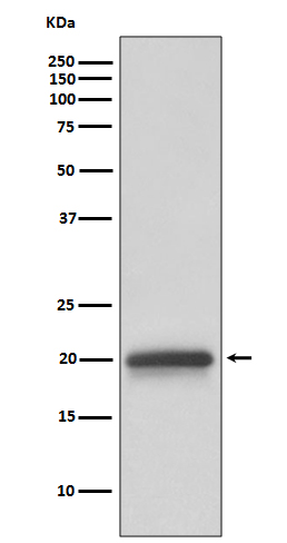 Claudin 5 Rabbit mAb