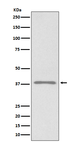 Podoplanin Rabbit mAb