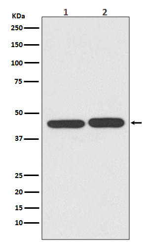 TIA1 Rabbit mAb