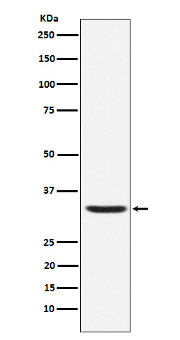 Hepcidin Rabbit mAb