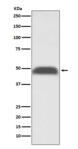 PABPN1 Rabbit mAb