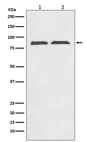 Axin2 Rabbit mAb