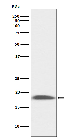 LY6A Rabbit mAb