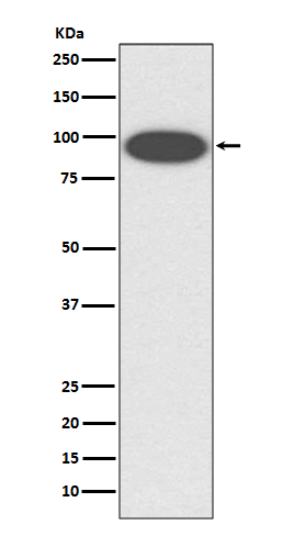 CD18 Rabbit mAb