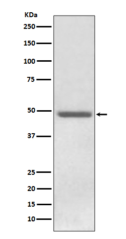 ADFP Rabbit mAb