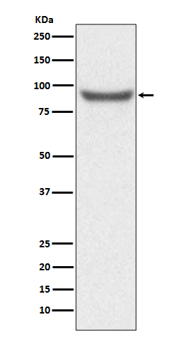 XRCC1 Rabbit mAb